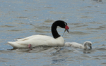 Black necked swan