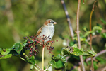 House Sparrow