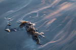 Forlorn 13