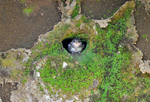 Sand Martin