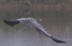 Great Blue Heron _0095