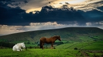 Pendle