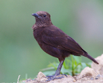 Northern Anteater Chat portfolio