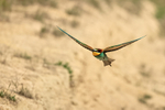 European Bee-Eater portfolio