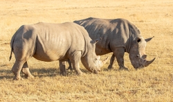 Rhinos