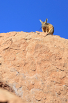 Viscacha looks down from viewpoint, Antofagasta Region, Chile