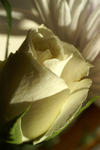 Flowers Set 1 - 05