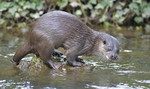 Wildlife portfolio