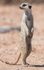 Suricate
