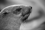 Fur Seal (f)