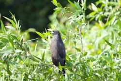 Hawk