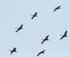 Sandhill Crane in flight