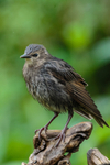 Starling Sturnus vulgaris-9977