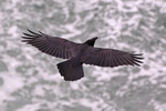 Raven gliding along the cliffs over breaking waves at Durlston