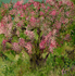 Apple Tree copyright Rowan Taliesin 2015