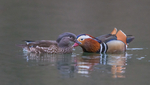 Mandarin Ducks