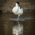 Avocet