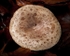 Beech Milkcap (01)