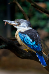 Birds portfolio