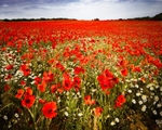 No.0121 Exton Road Poppies