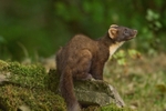 Pine Marten