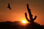Hawk at Sunset