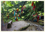 St.Nectan's Glen, Cornwall 5