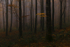 Lost Into The Forest