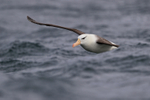 Black-browed Albatross emerges from behind wave, Falklands
