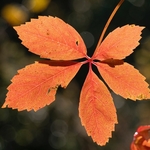 Virginia creeper (Parthenocissus quinquefolia) - Podere Montecucco autumn colour in the garden