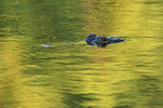 American Alligator submerged in green water, Gatorland, Florida