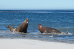 Male Elephant Seals Fighting