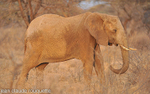 Elephant at sunset.