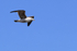 Kelp Gull in flight, Carcass Island, Falklands