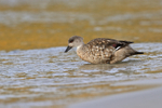 Crested Duck enters sea, Carcass Island, Falklands