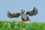 Puffin slowing down to land, Farne Islands