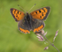 Small Copper