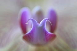 Flowers and Nature portfolio