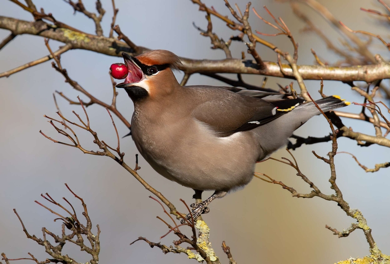 Waxwing - Hassop - Derbyshire