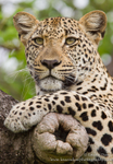 Portrait of a leopard in a Marula Tree