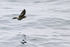 White-vented Storm-Petrel flying, Chile