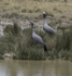 Blue Crane