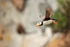 Horned Puffin flying from cliff out to sea, Duck Island, Alaska