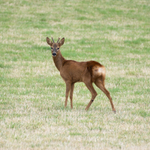 27th July Roe Buck
