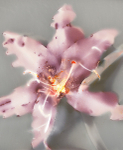 Stargazer Lily