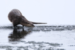 River Otter checks icy water, Yellowstone National Park