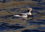 Long-tailed Duck