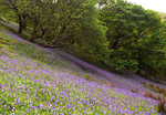 Bluebells P1020919