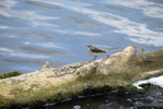 21st July Grey Wagtail
