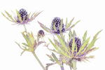 Thistle